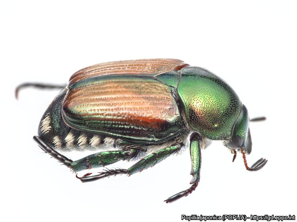 Erwachsener Japankäfer ©EPPO