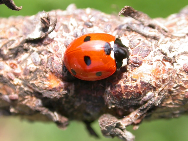 Marienkäfer2M.JPG